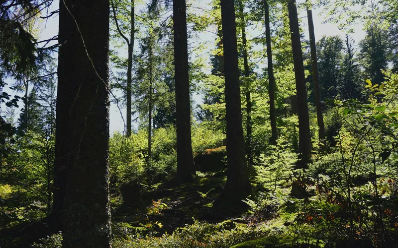 La Fageda d'en Jordà